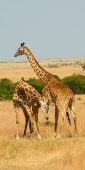 MaasaiGiraffes_MalesNECKING_2351 1_v